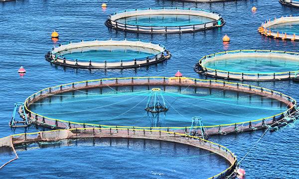 許多銅合金水產養殖網用於近海水產養殖。